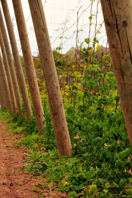 Hop garden columns preserved with Bochemit Forte Profi