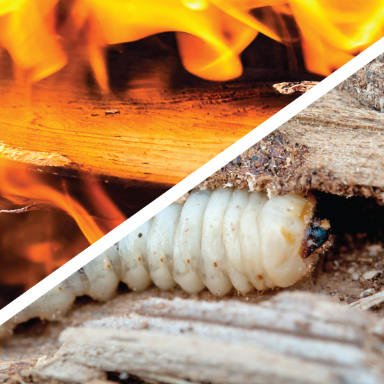 Holz nicht nur gegen Schädlinge, sondern auch gegen Feuer schützen