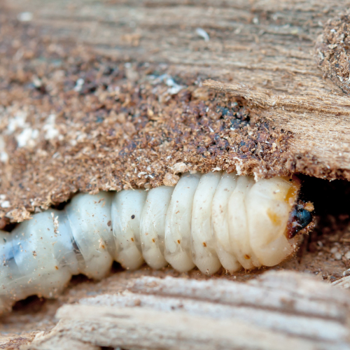 Which timber elements should be protected against wood-decaying insects and fungi?
