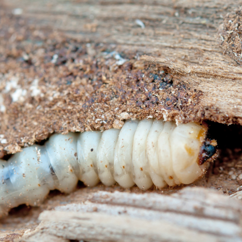 Welche Holzteile sollte man gegen holzschädigende Insekten und Pilze schützen?